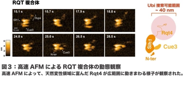 Nature Communicationsに論文が掲載されました。東京大学・稲田先生、松尾先生との共同研究です。