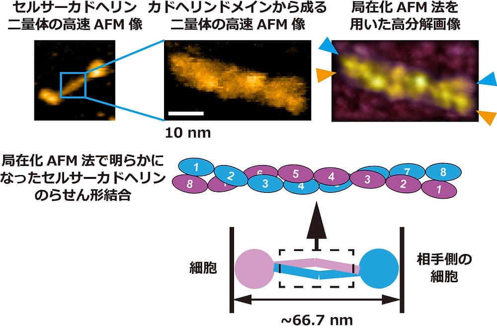 PNASにCelsrカドヘリンに関する成果が掲載されました。笠井先生(岐阜大)との共同研究です。