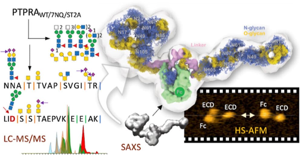 Khoo教授(アカデミアシニカ、台湾)との共同研究成果がJACS Auに掲載されました。
