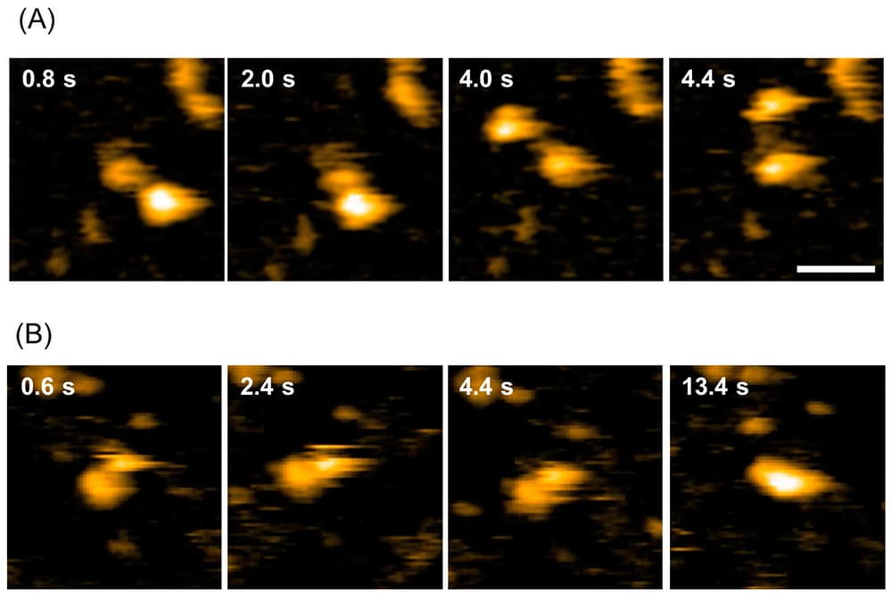 矢木先生(名市大)、青木先生(ExCELLS)との共同研究成果がInt. J. Mol. Sci.に掲載されました。