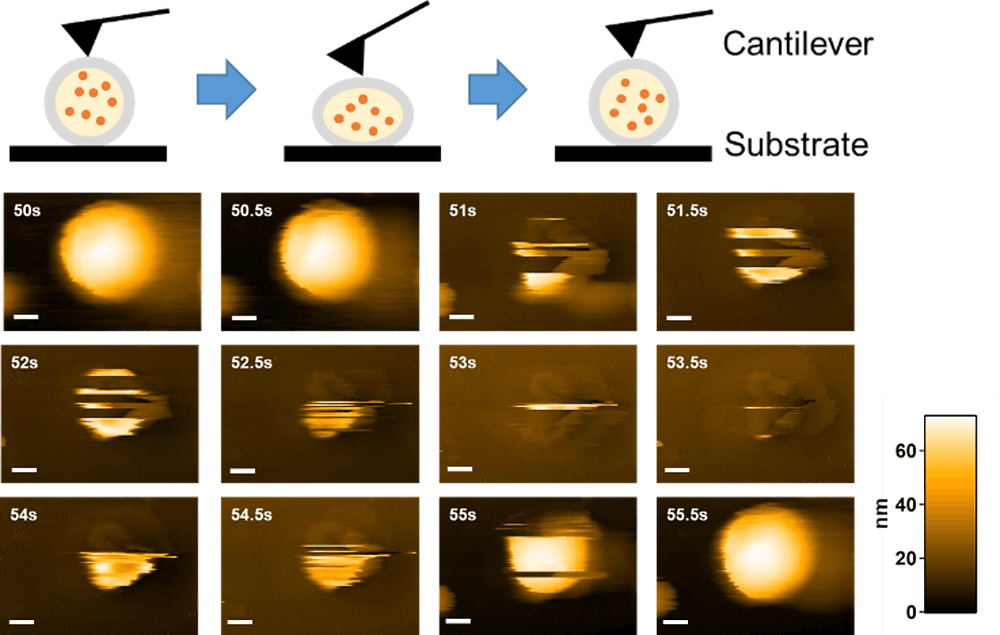 菊池先生・蓑島先生(大阪大学)との行動研究成果がAngew. Chem. Int. Ed.に掲載されました。