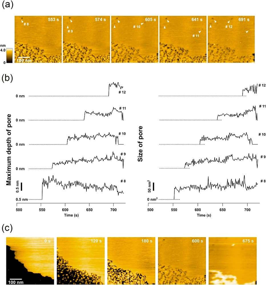 Chen教授(アカデミアシニカ)との共同研究成果がNature Communicationsに掲載されました。