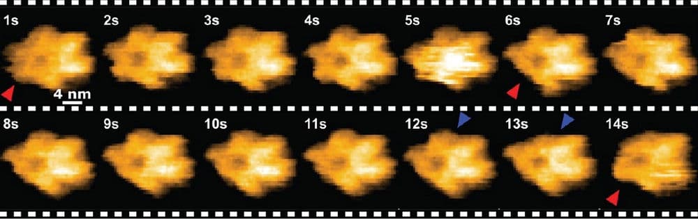 Song教授(KAST) との共同研究論文がCommucations Biologyに掲載されました。