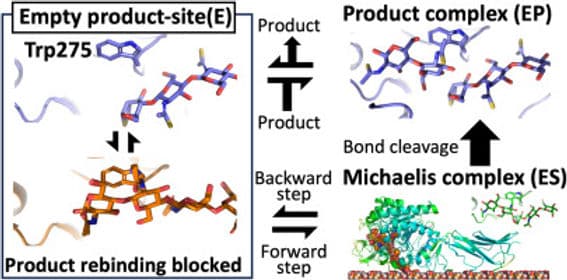 中村先生(静岡大学)との共同研究論文がArch. Biochem. Biophys.に掲載されました。