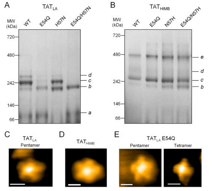 井上先生(東京大学)との共同研究成果がJournal of Molecular Biologyに掲載されました。
