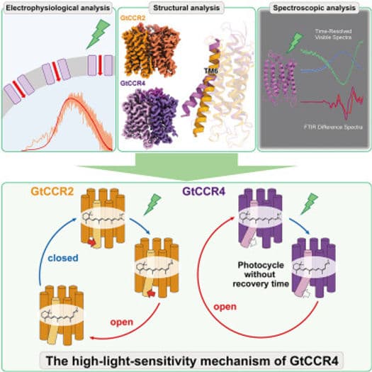 神取先生(名工大)、濡木先生(東大)との共同研究論文がMolecular Cellに掲載されました。