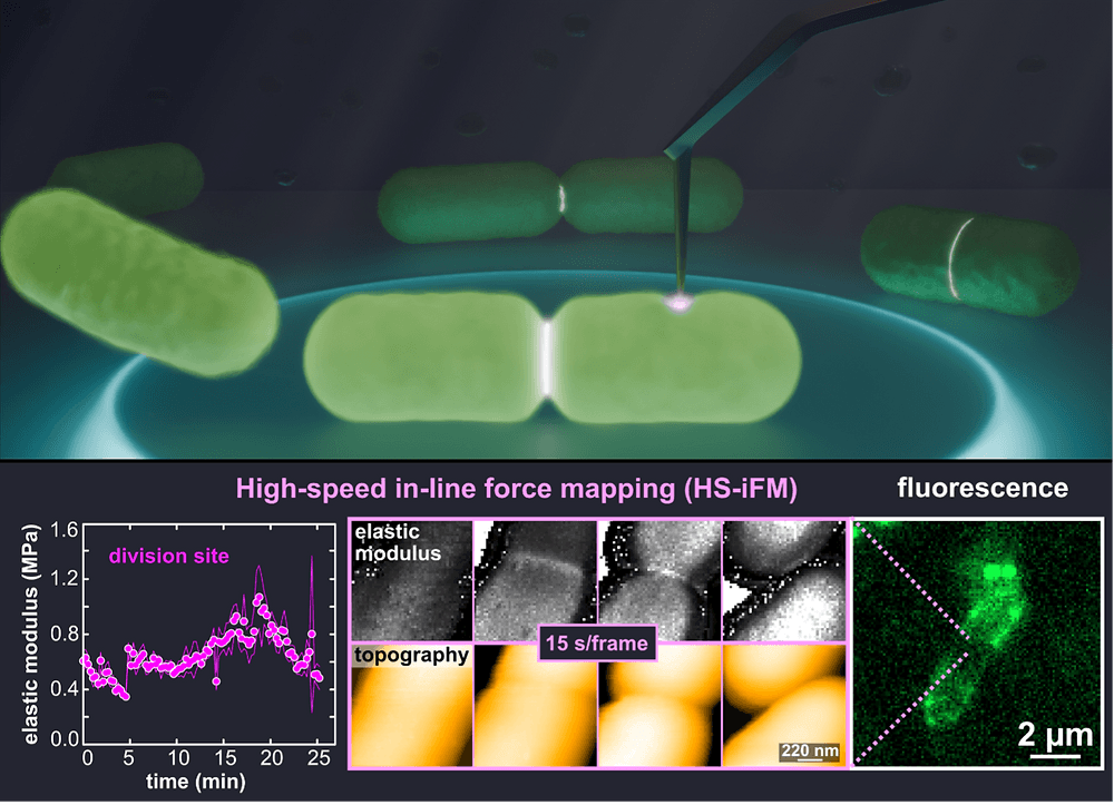 高速弾性マッピング(High-Speed in-line Force Mapping: HS-iFM)の論文がScience Advancesに出版されました。クリスチアン、おめでとう!