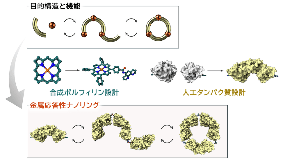 荘司先生、大嶋先生(名古屋大学)との共同研究論文がSmallに掲載されました！