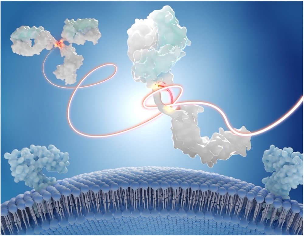 谷中先生(東京科学大)、加藤先生・村田先生(ExCELLS)との共同研究論文がJournal of Medicinal Chemistryに掲載されました。
