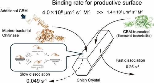 中村先生(静岡大), 出口先生(JAMSTEC), 飯野先生(分子研)との共同研究論文がBiochemistryに出版されました。