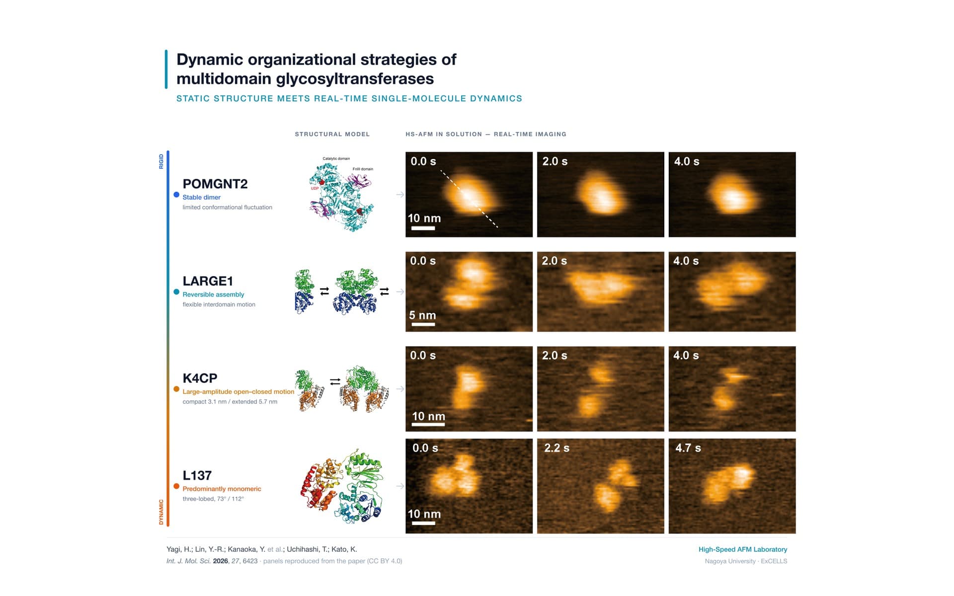 加藤先生・矢木先生（名古屋市立大学／ExCELLS）との共同研究論文が International Journal of Molecular Sciences に出版されました。